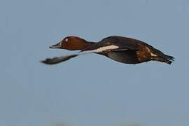 Ferruginous Duck