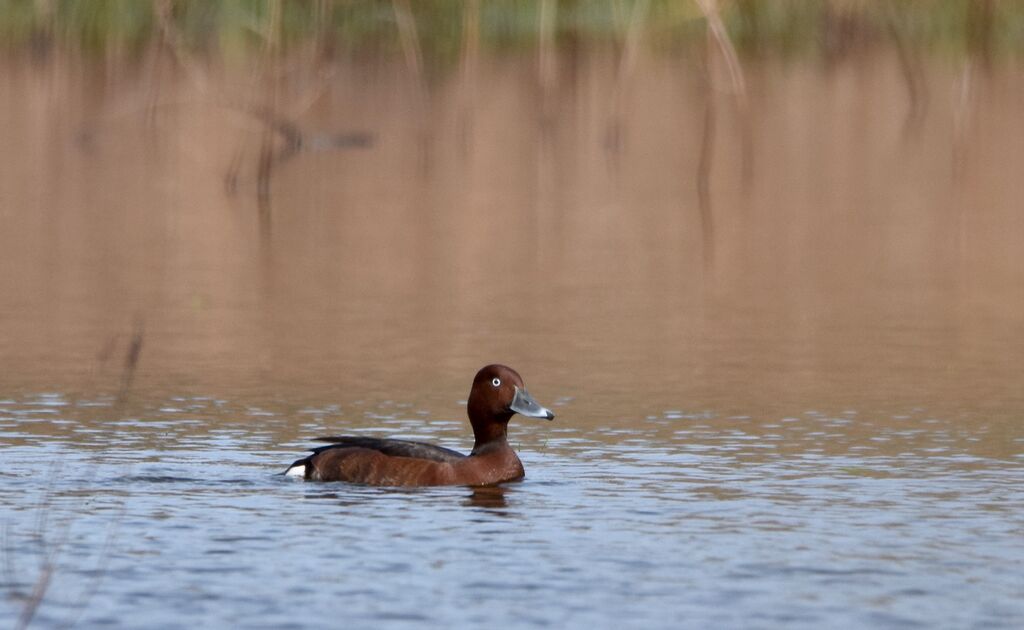 Ferruginous Duck male adult breeding, identification, swimming