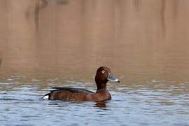 Ferruginous Duck