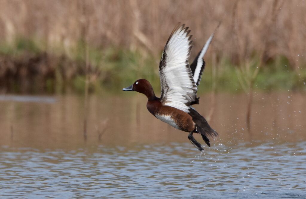 Ferruginous Duck male adult breeding, Flight