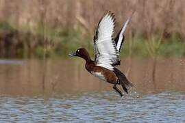 Ferruginous Duck