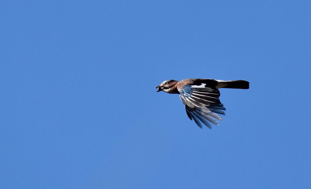 Eurasian Jayadult, Flight