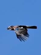 Eurasian Jay