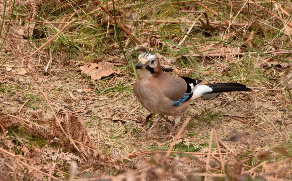 Eurasian Jayadult, identification