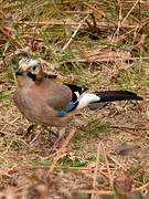 Eurasian Jay