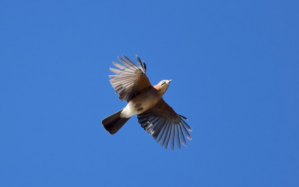 Eurasian Jayadult post breeding, Flight