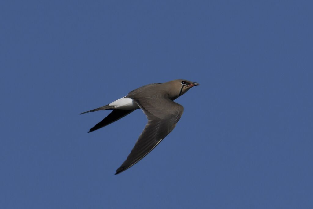 Collared Pratincole