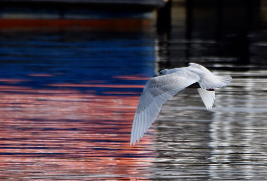 Iceland Gullimmature, Flight