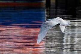 Iceland Gull