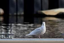 Goéland à ailes blanches