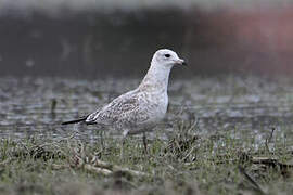 Ring-billed Gull