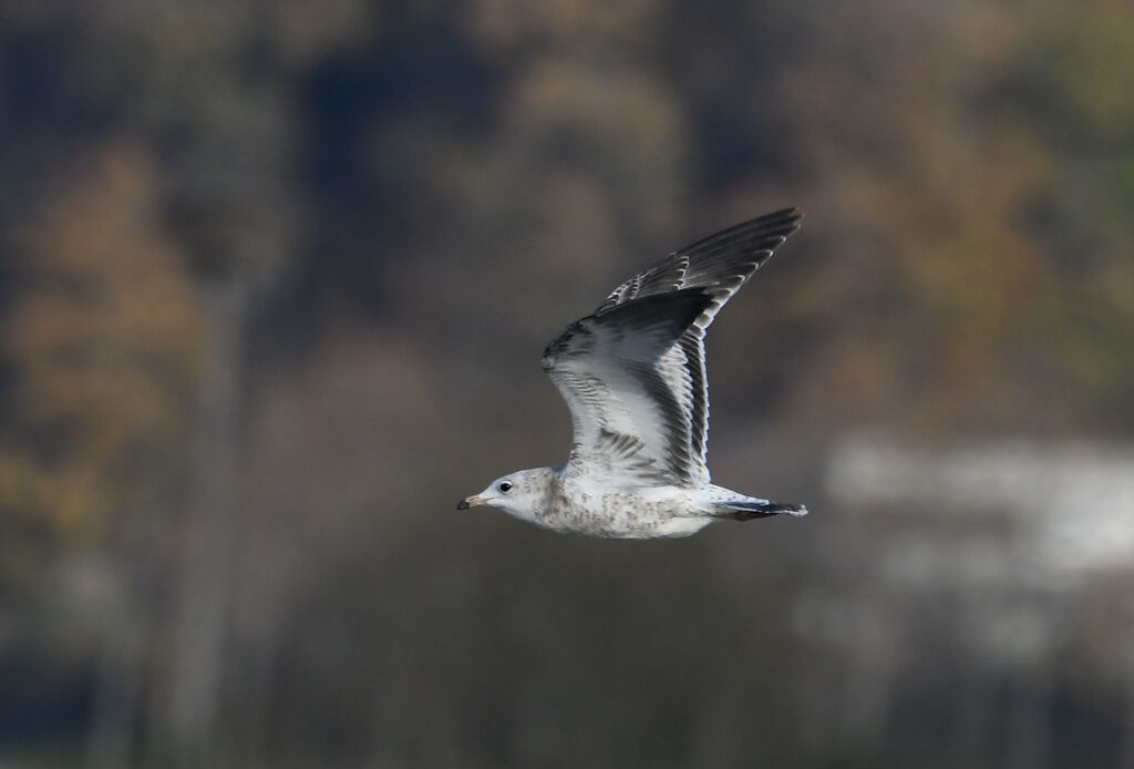 Ring-billed GullFirst year, Flight