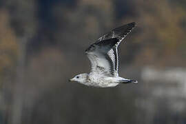 Ring-billed Gull