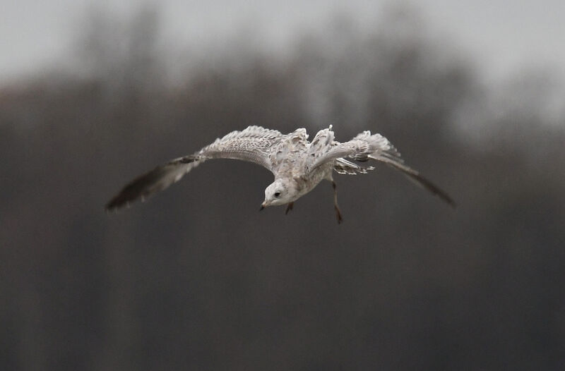 Ring-billed GullFirst year, Flight