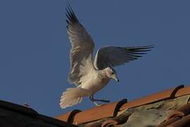 Ring-billed Gull