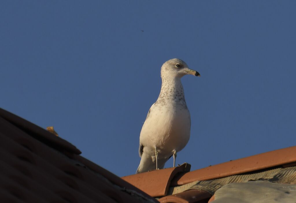 Ring-billed GullSecond year, identification, moulting