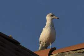 Ring-billed Gull