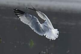 Ring-billed Gull