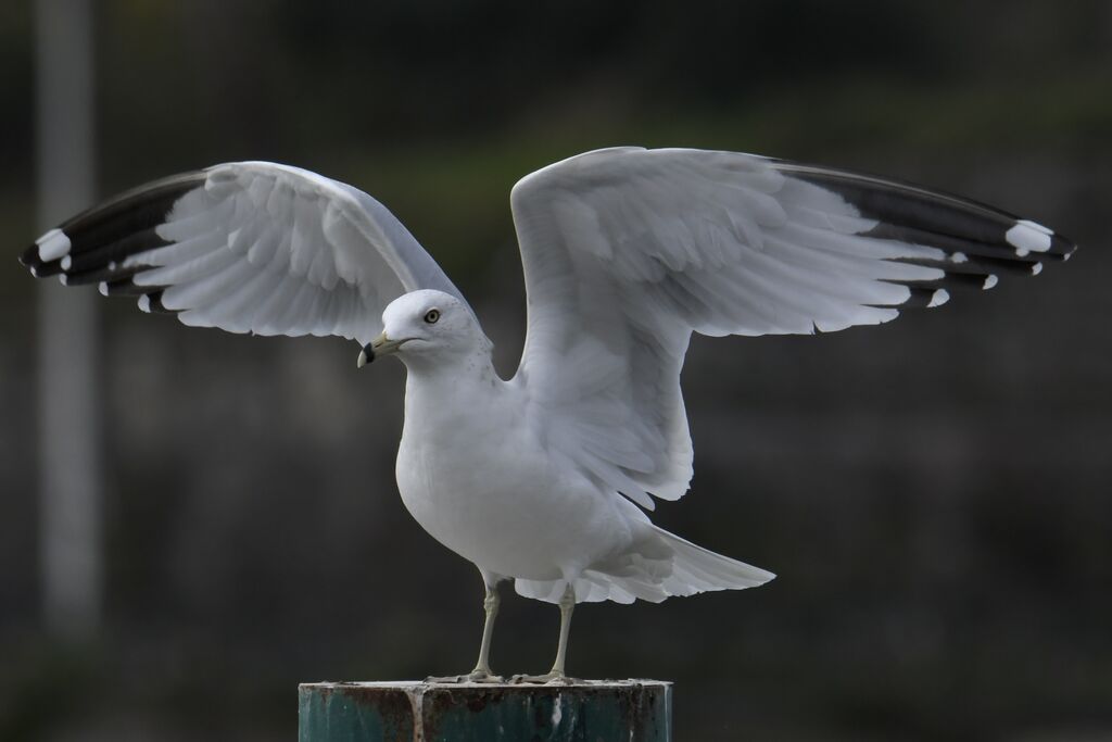 Ring-billed Gulladult post breeding, identification