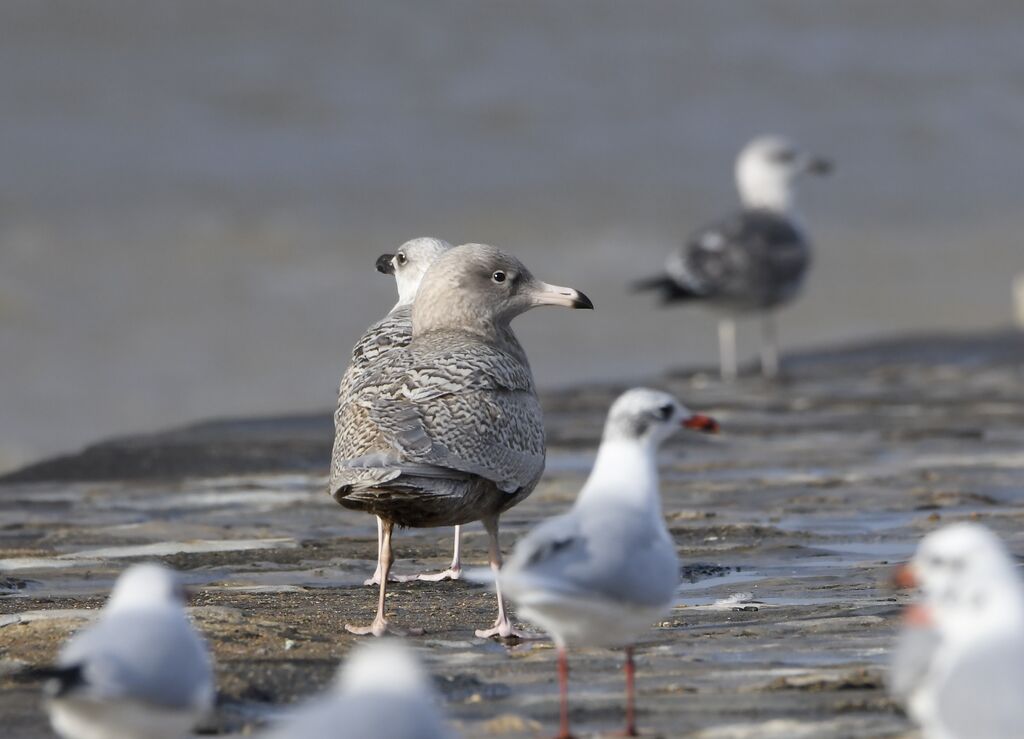 Glaucous GullFirst year, identification