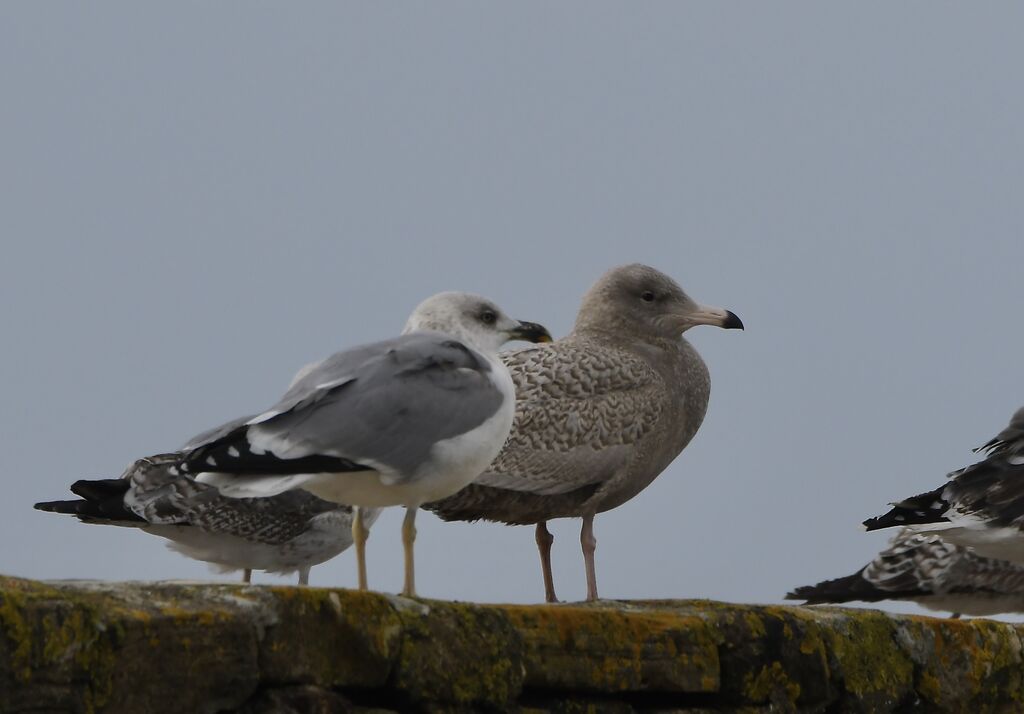 Glaucous GullFirst year, identification, pigmentation