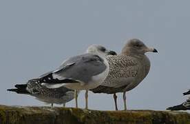 Glaucous Gull