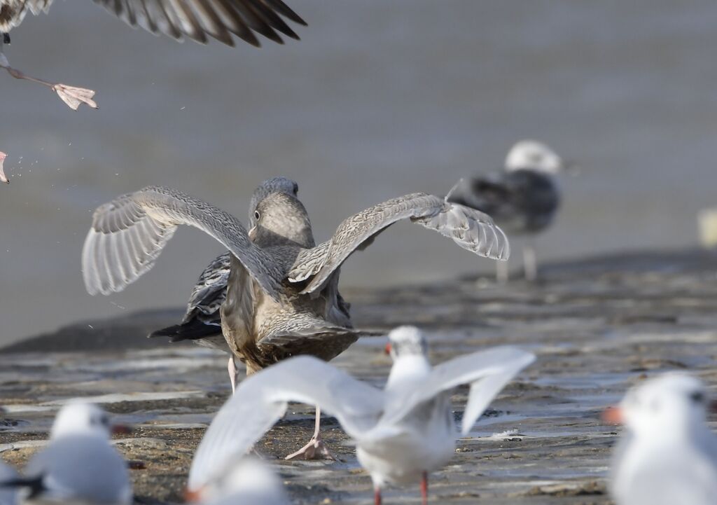 Glaucous GullFirst year, identification