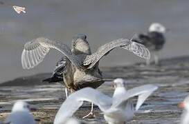 Glaucous Gull