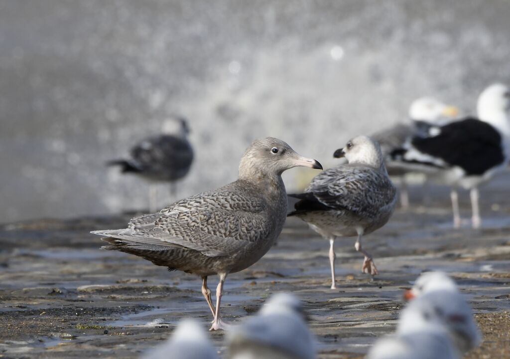 Glaucous GullFirst year, identification