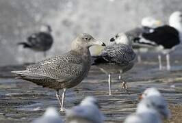 Glaucous Gull