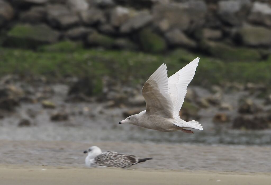 Glaucous GullSecond year, pigmentation, Flight