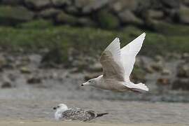 Glaucous Gull