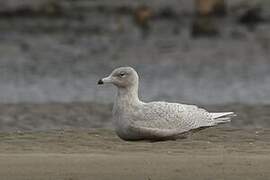 Glaucous Gull