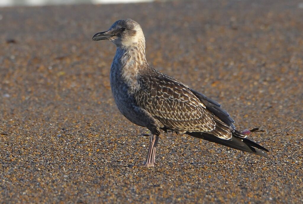 Lesser Black-backed GullFirst year, identification, pigmentation