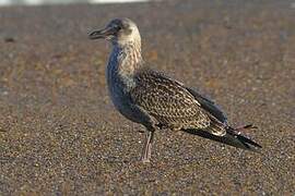 Lesser Black-backed Gull