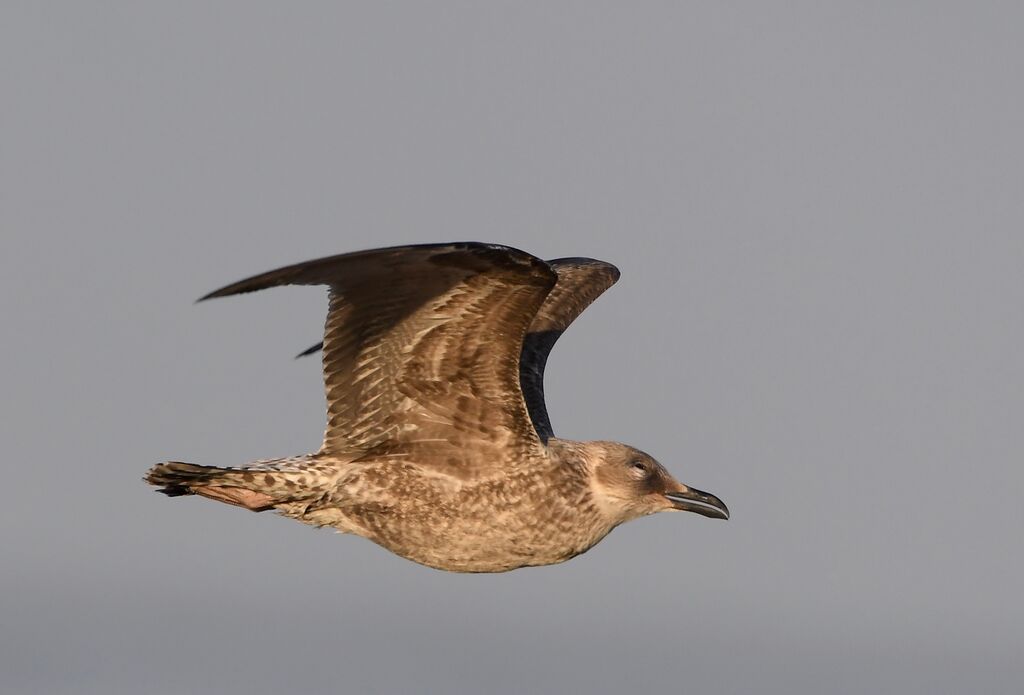 Lesser Black-backed GullFirst year, pigmentation, Flight