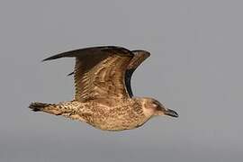 Lesser Black-backed Gull