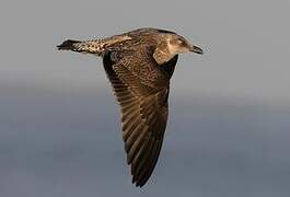 Lesser Black-backed Gull