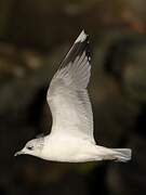 Common Gull