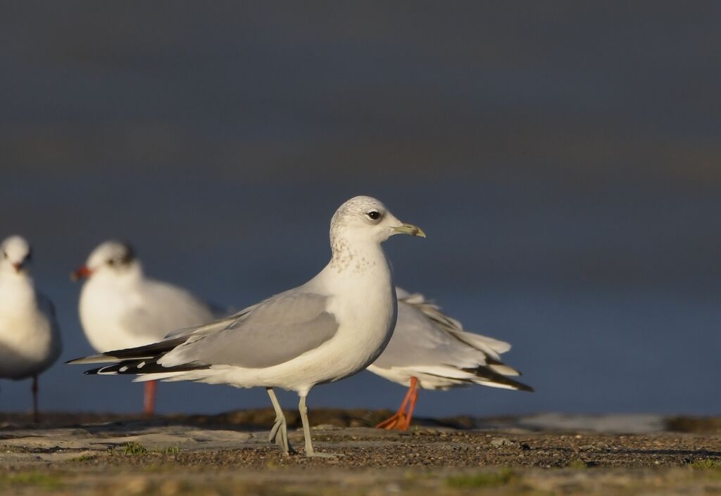 Common Gulladult post breeding, identification, walking