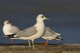 Common Gull