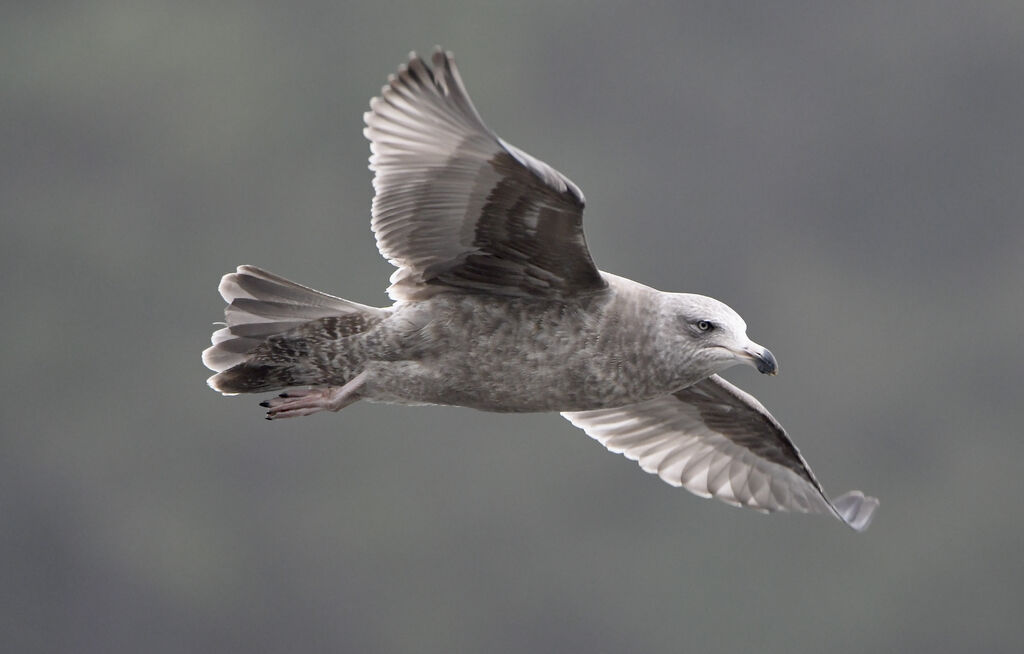 American Herring GullThird  year, pigmentation, Flight