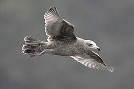 American Herring Gull