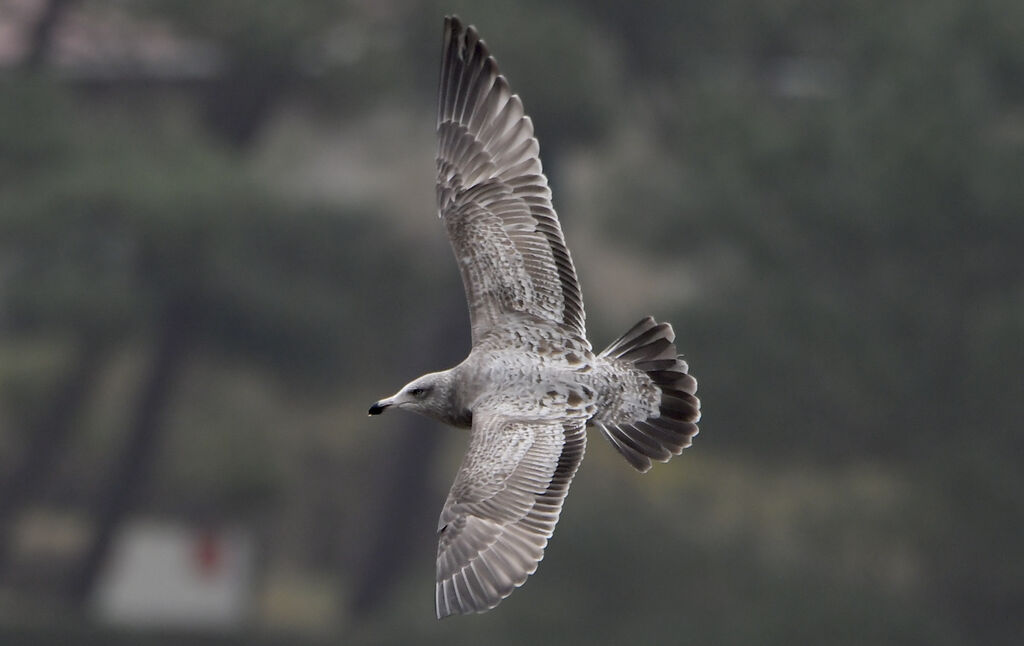 American Herring GullThird  year, pigmentation, Flight