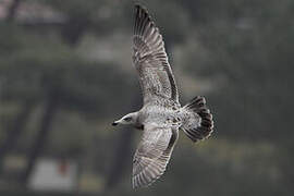 American Herring Gull