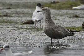 American Herring Gull