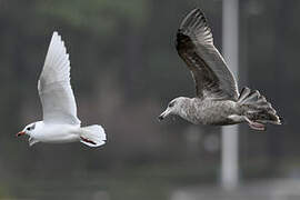 American Herring Gull