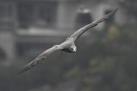 American Herring Gull