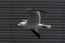 Audouin's Gull