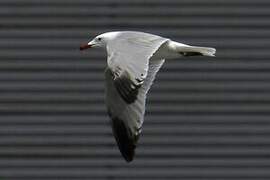 Audouin's Gull